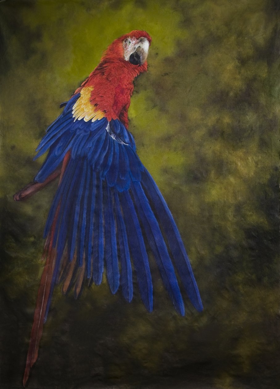 Scharlaken ara 2, 2009 (acryl op linnen) door Odile Kidd