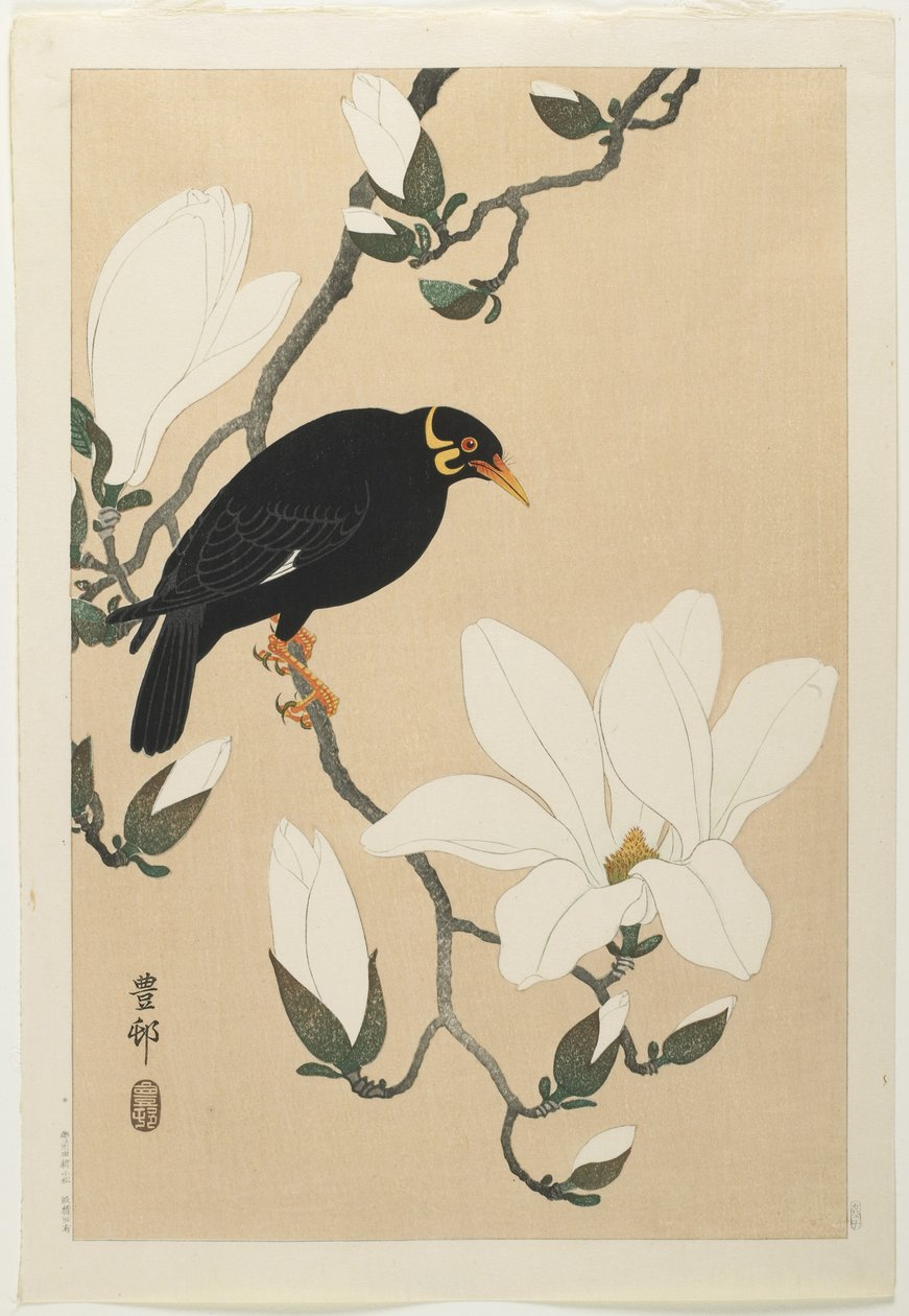 Hill Myna op een Magnolia Tak, midden 20e eeuw door Ohara Koson