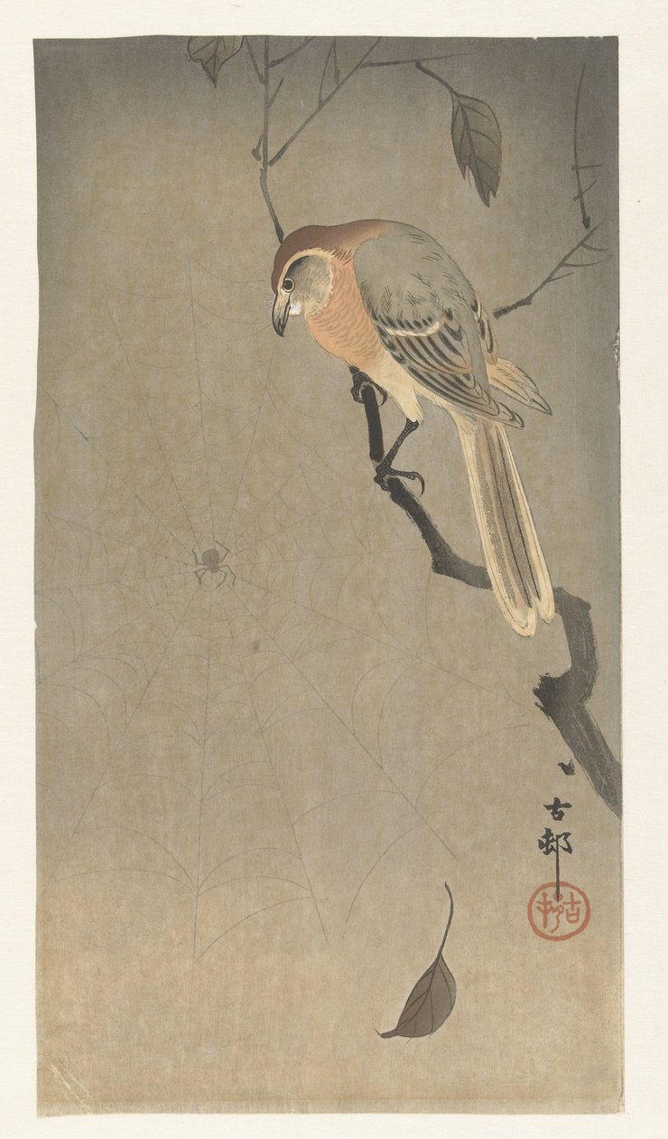 Buffelkopklauwier en spin door Ohara Koson