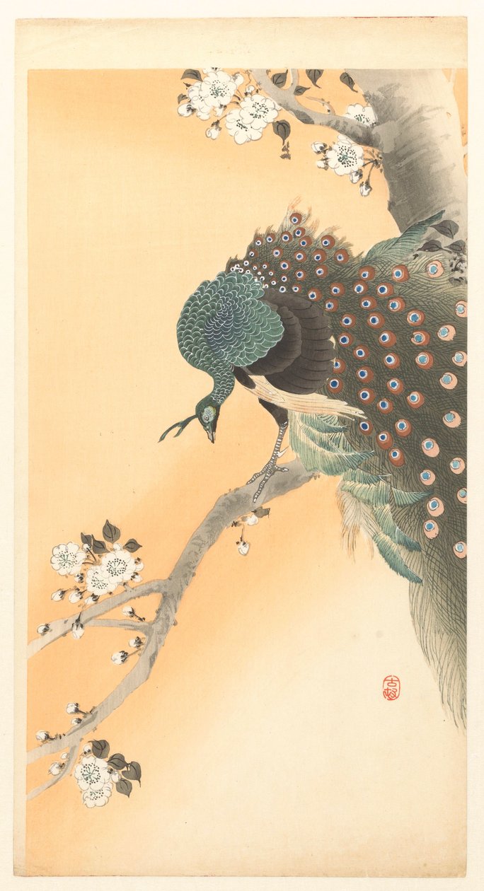 Pauw in een kersenboom door Ohara Koson
