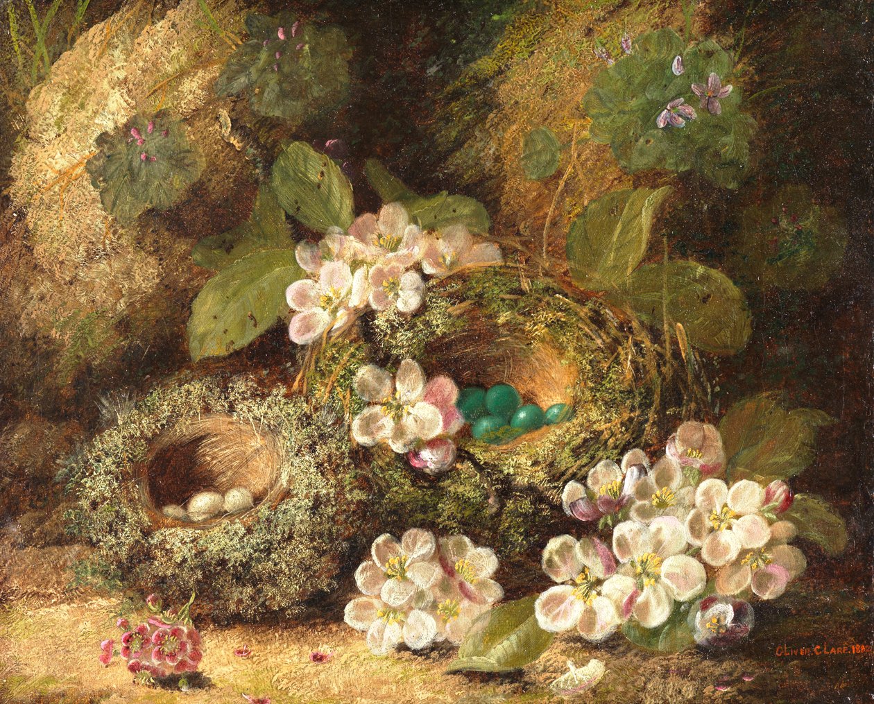 Primula