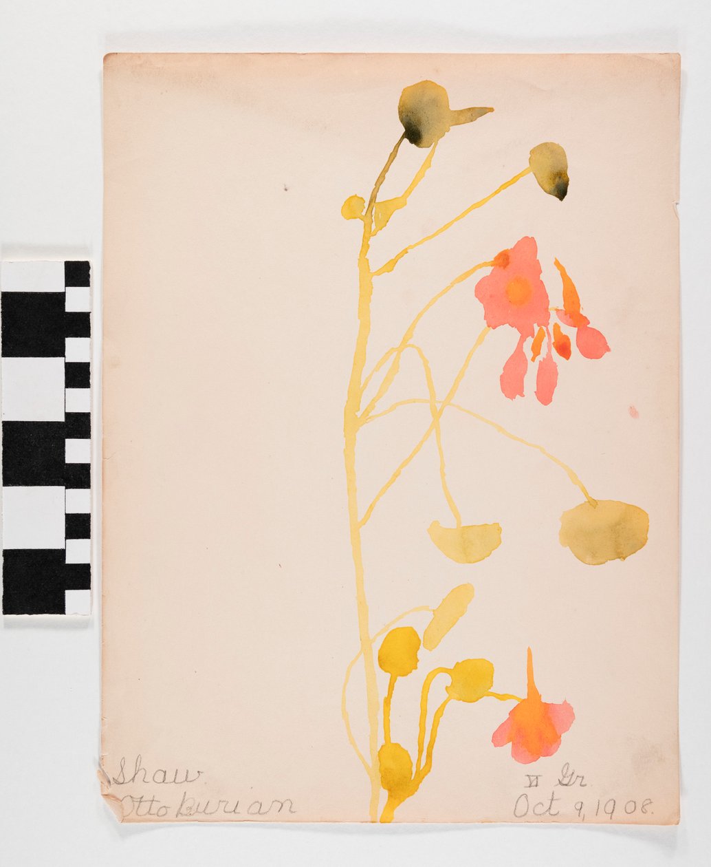 Oranje bloemen door Otto Burian