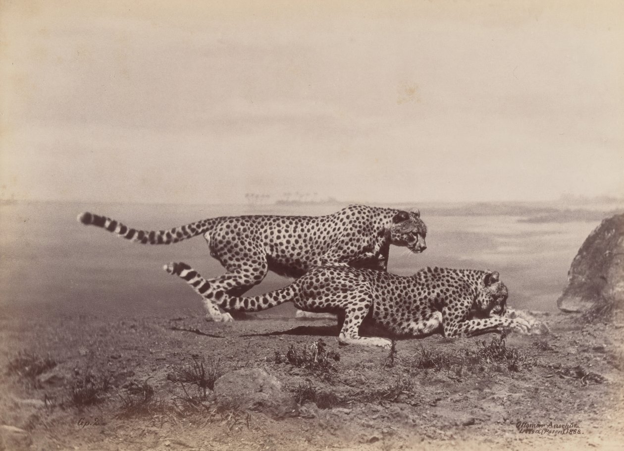 [Twee Cheetahs], 1888 door Ottomar Anschütz