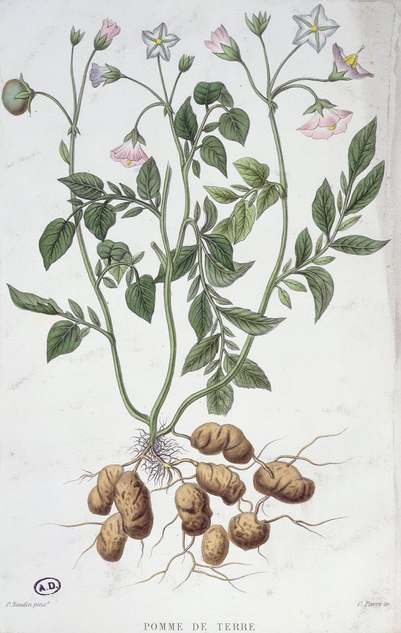 Aardappelbloemen door P Naudin