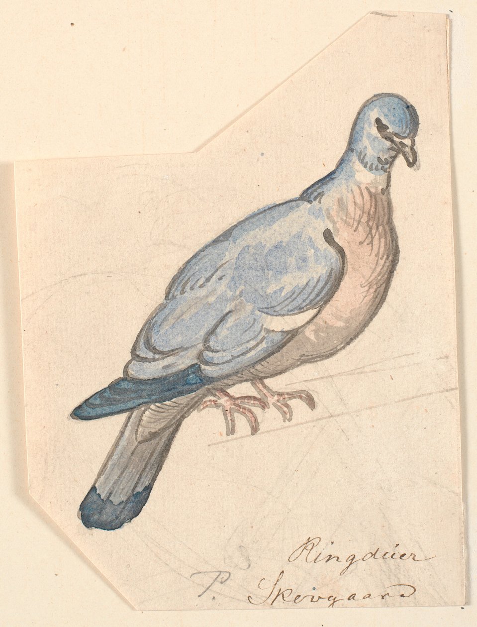 Een houtduif door P.C. Skovgaard