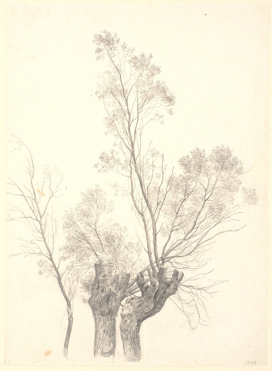 Studie van geknotte wilgen door P.C. Skovgaard