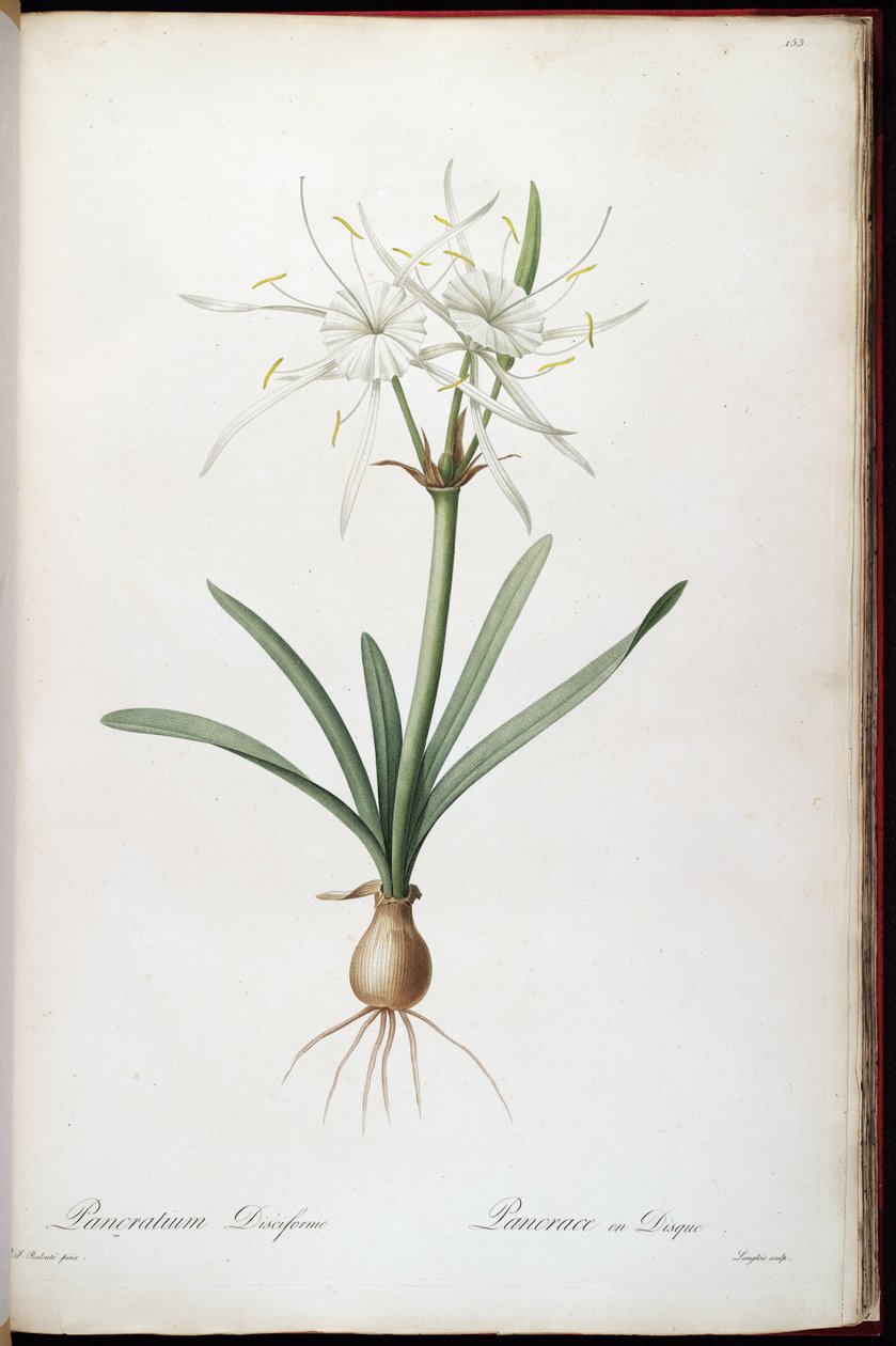 Hymenocallis rotata door Pierre Joseph Redouté