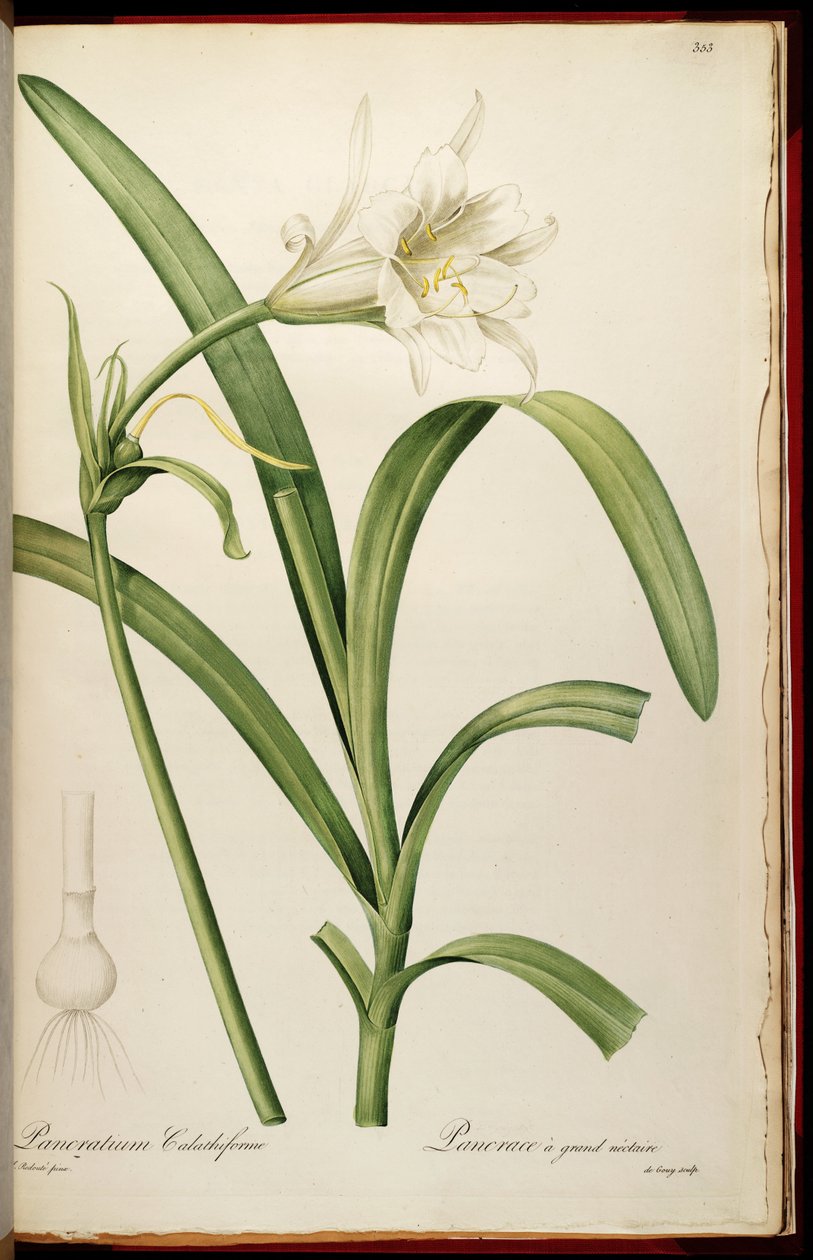 Ismene narcissiflora door Pierre Joseph Redouté