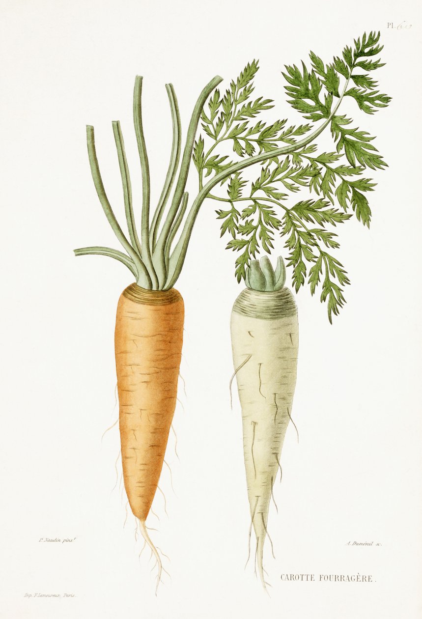 Wortel, 1857 door P Naudin