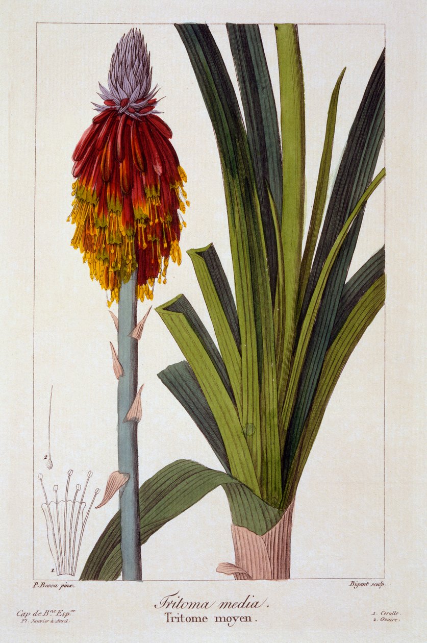 Kniphofia door Panacre Bessa