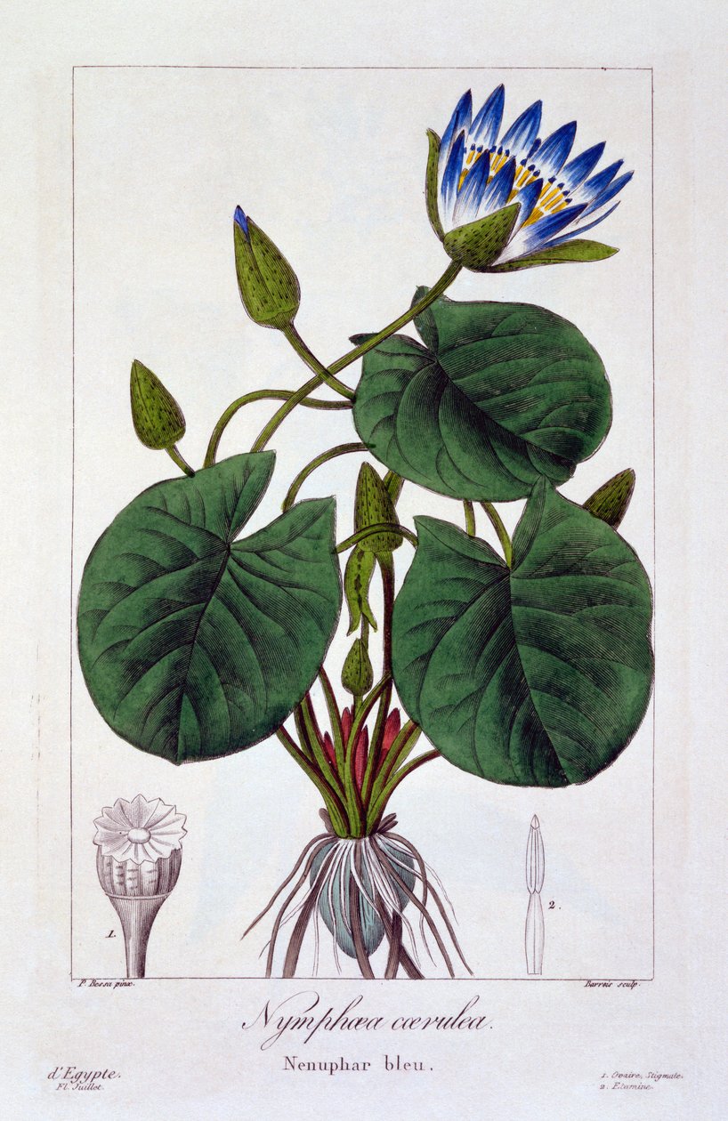 Nymphaea caerulea, pub. 1836 door Panacre Bessa