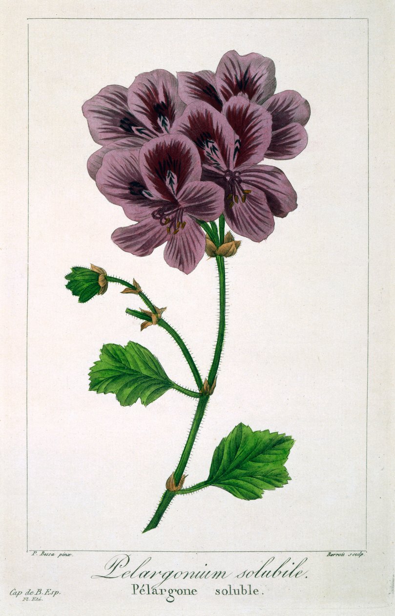 Pelargonium door Panacre Bessa