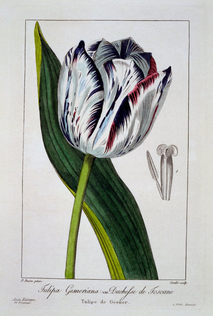 Tulp: Hertogin van Toscane, pub. 1836 door Panacre Bessa
