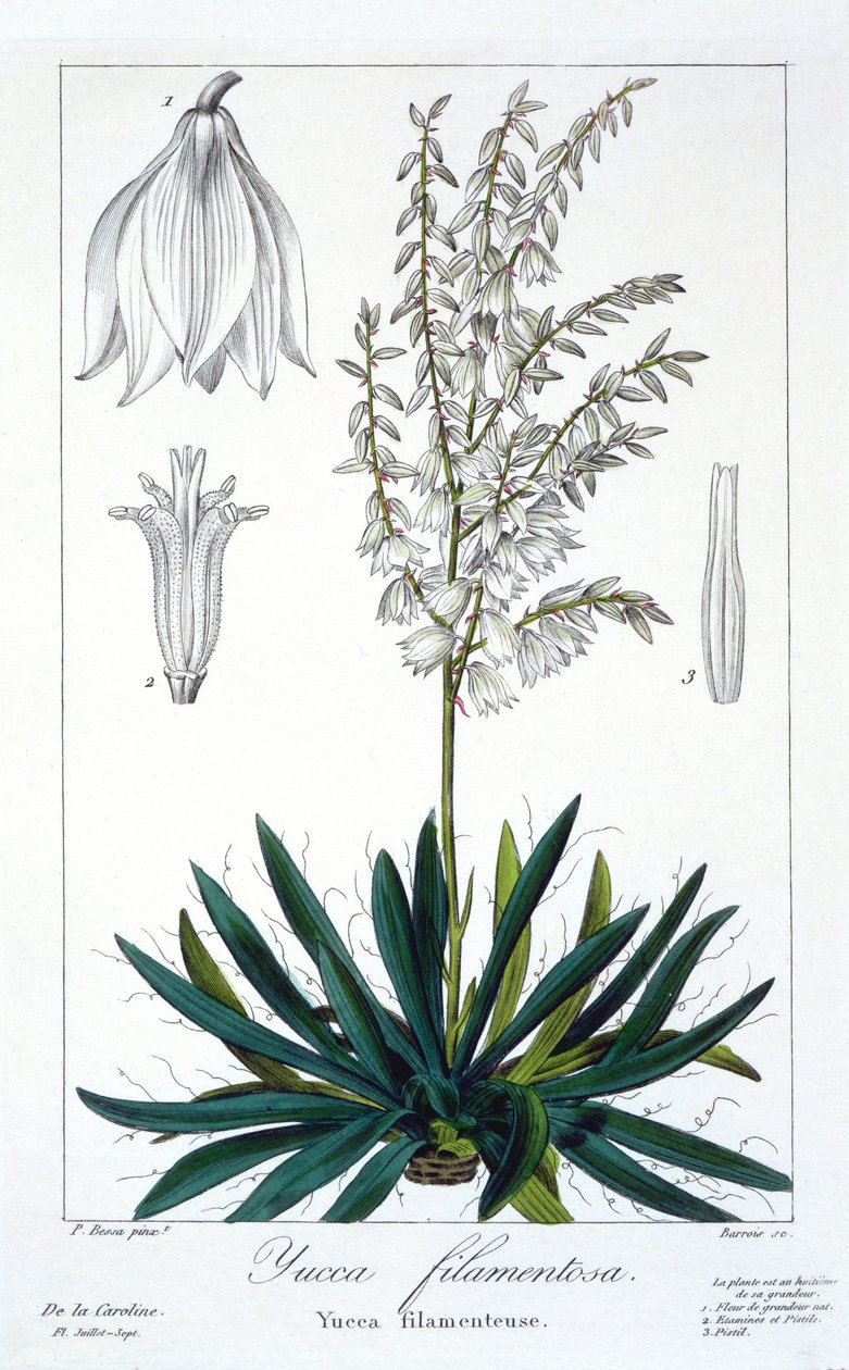 Yucca filimentosa door Panacre Bessa