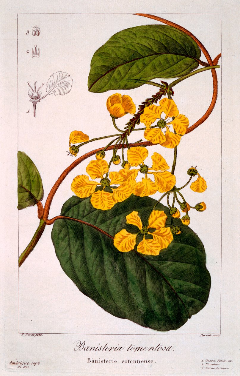 Banisteria tomentosa, 1836 door Pancrace Bessa