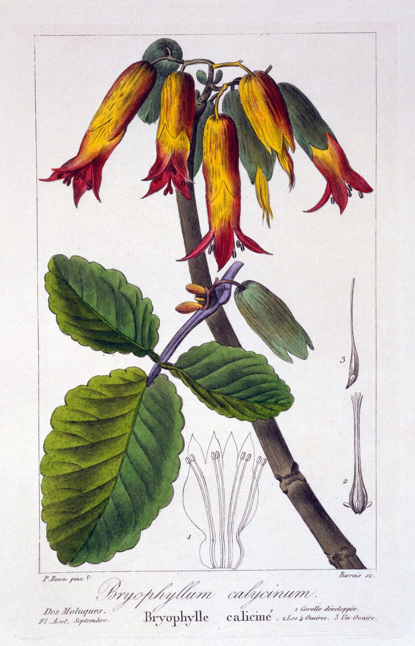 Bryophyllum calycinum, of Kalanchoe pinnata, 1836 door Pancrace Bessa