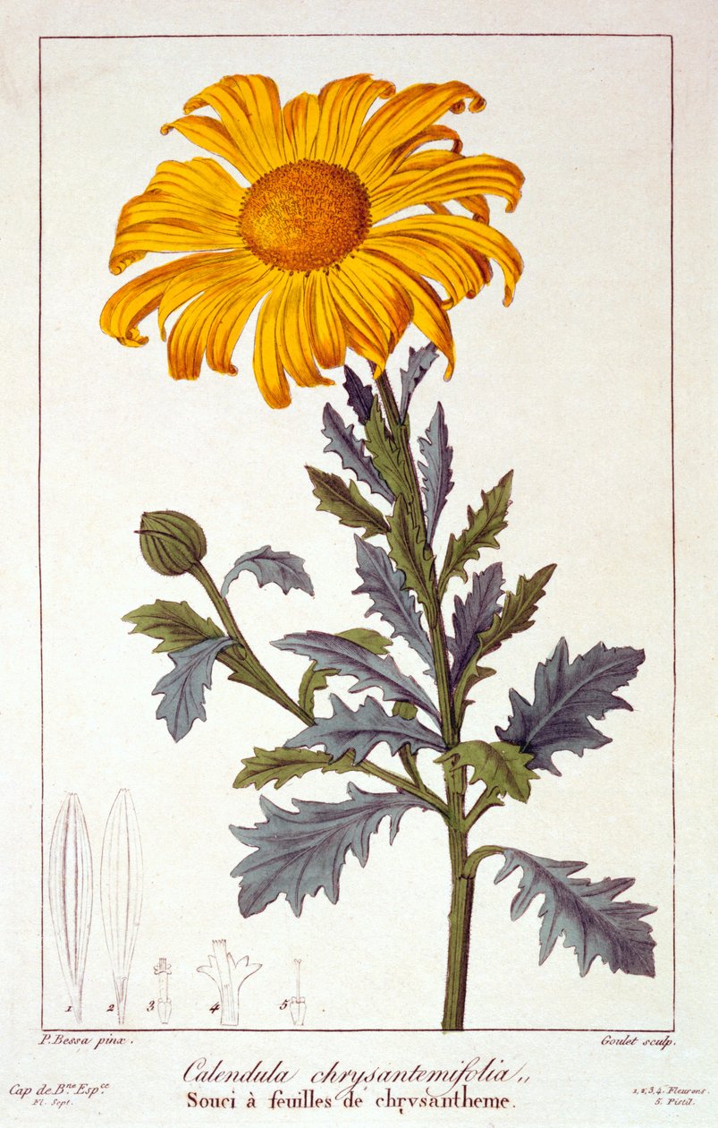 Calendula officinalis, of goudsbloem, 1836 door Pancrace Bessa