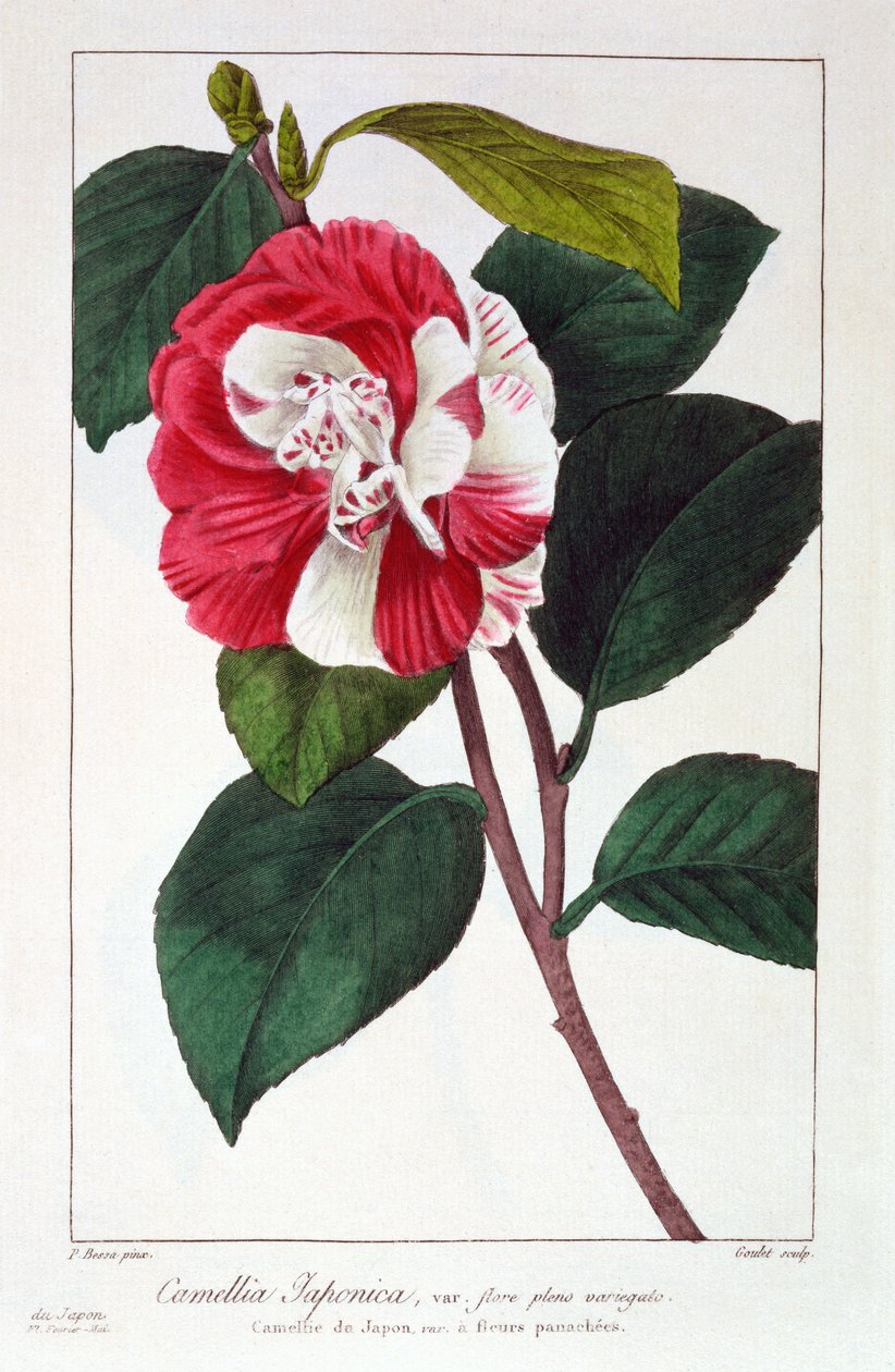 Camellia japonica, 1836 (handgekleurde gravure) door Pancrace Bessa