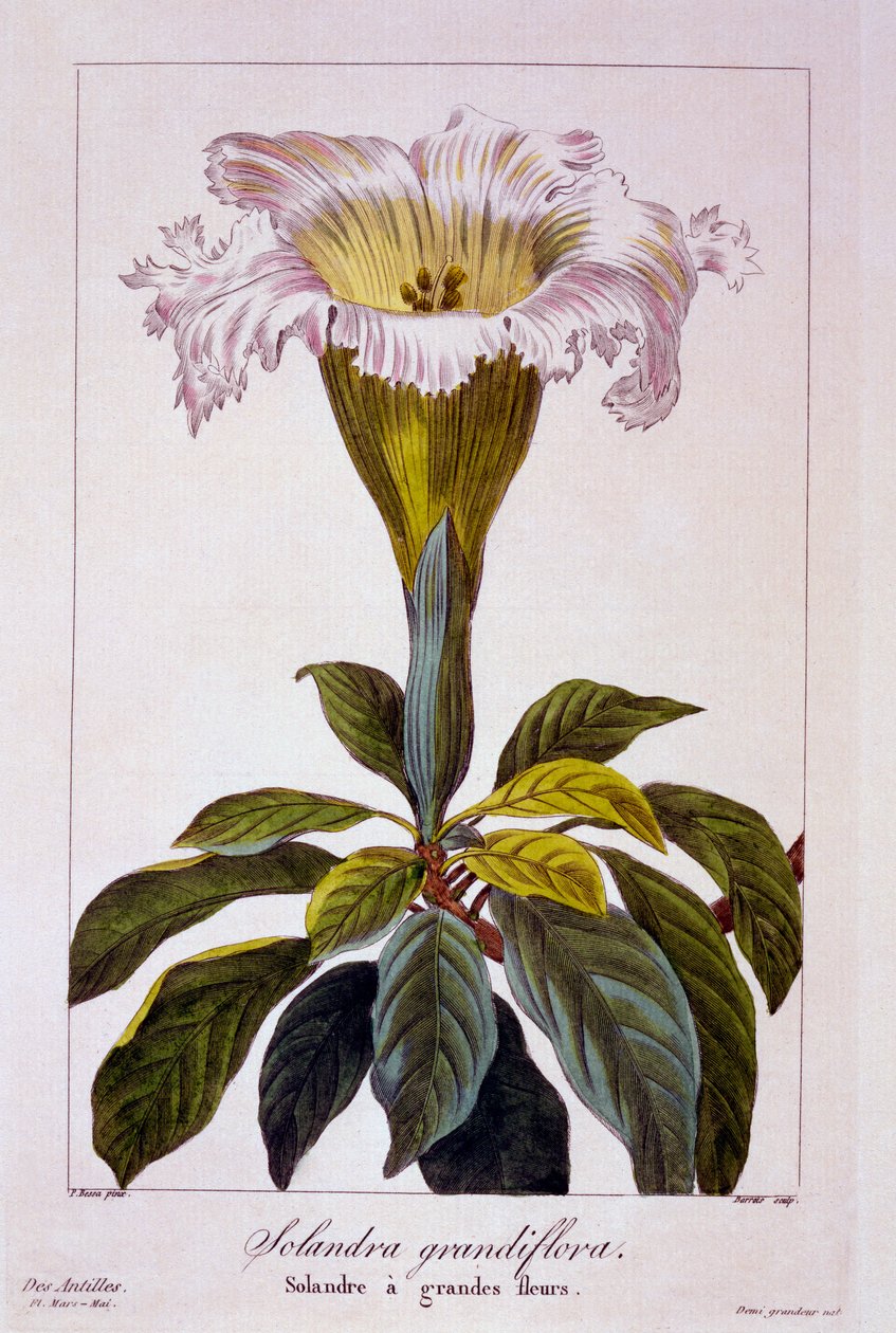 Kelkplant, 1836 (handgekleurde gravure) door Pancrace Bessa