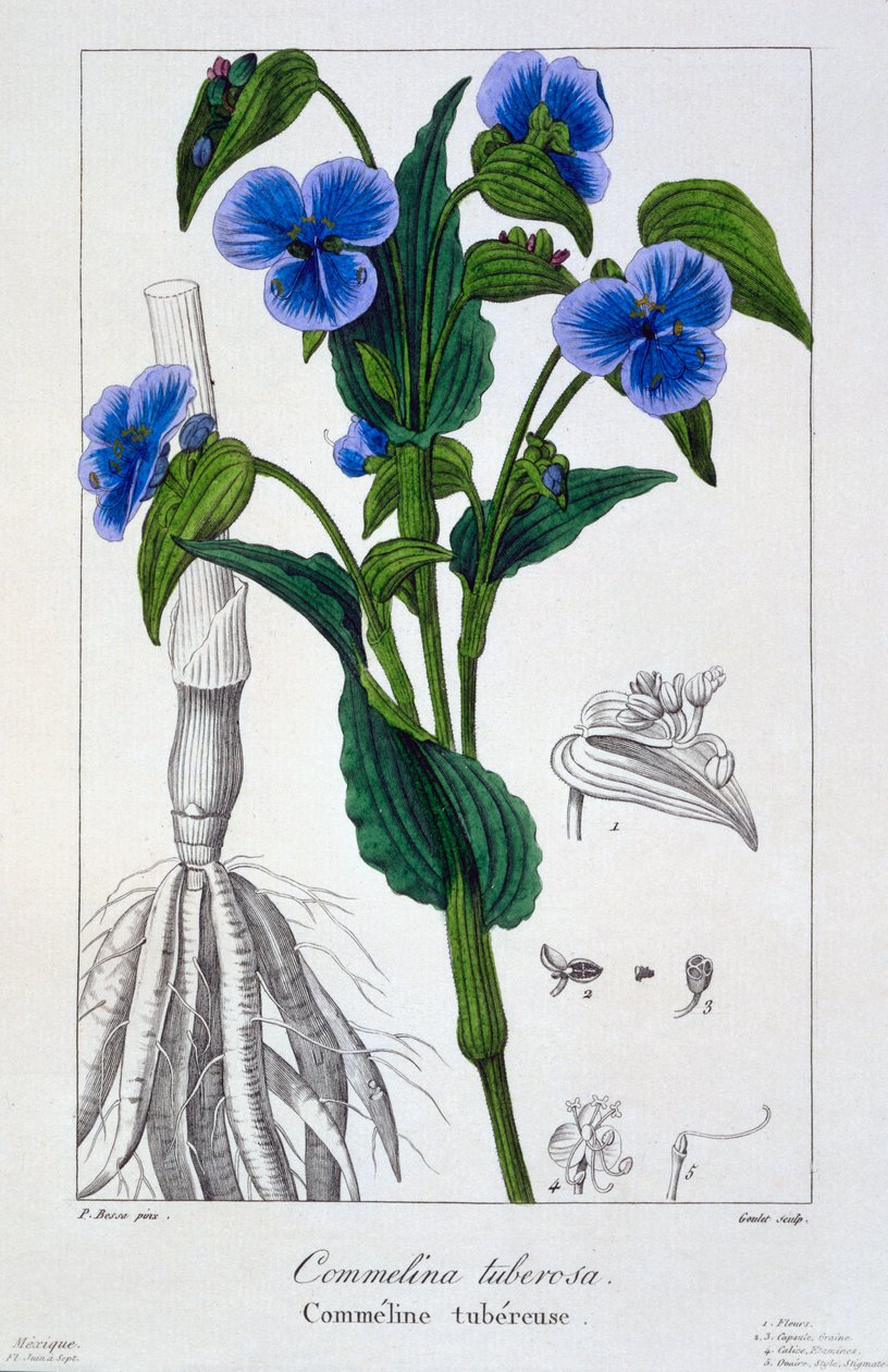 Commelina tuberosa, 1836 door Pancrace Bessa