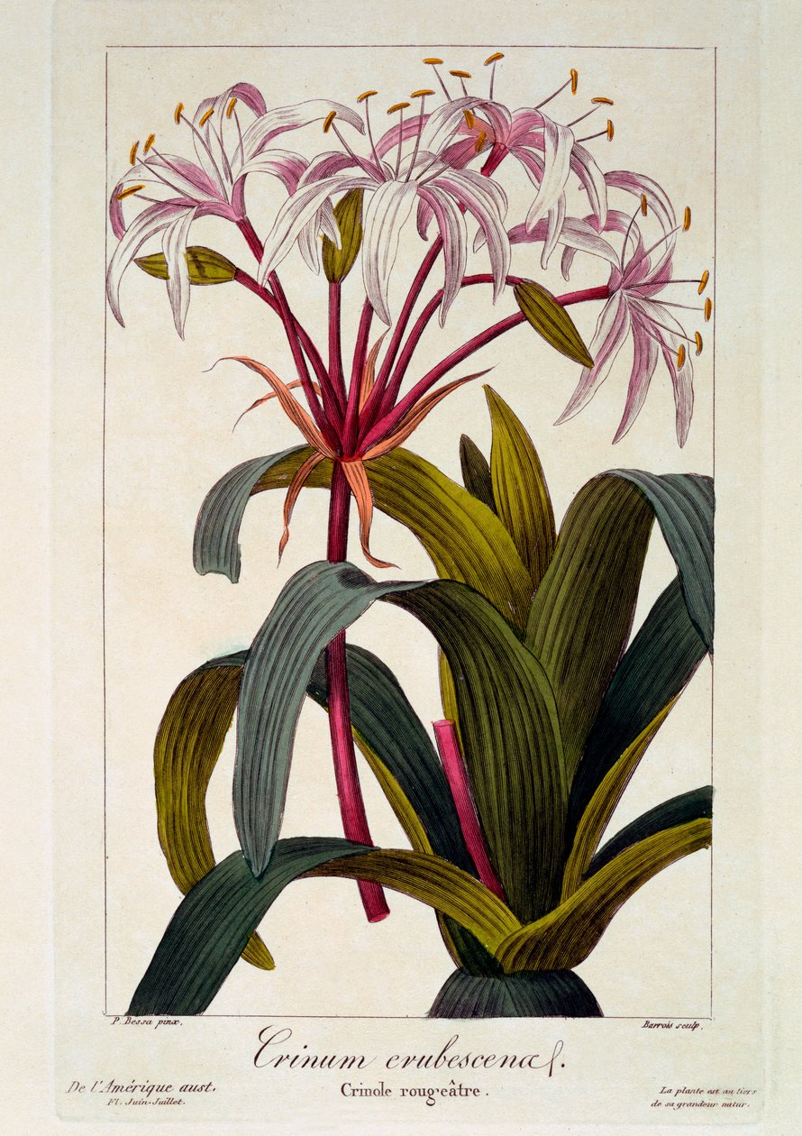 Crinum erubescens, 1836 door Pancrace Bessa