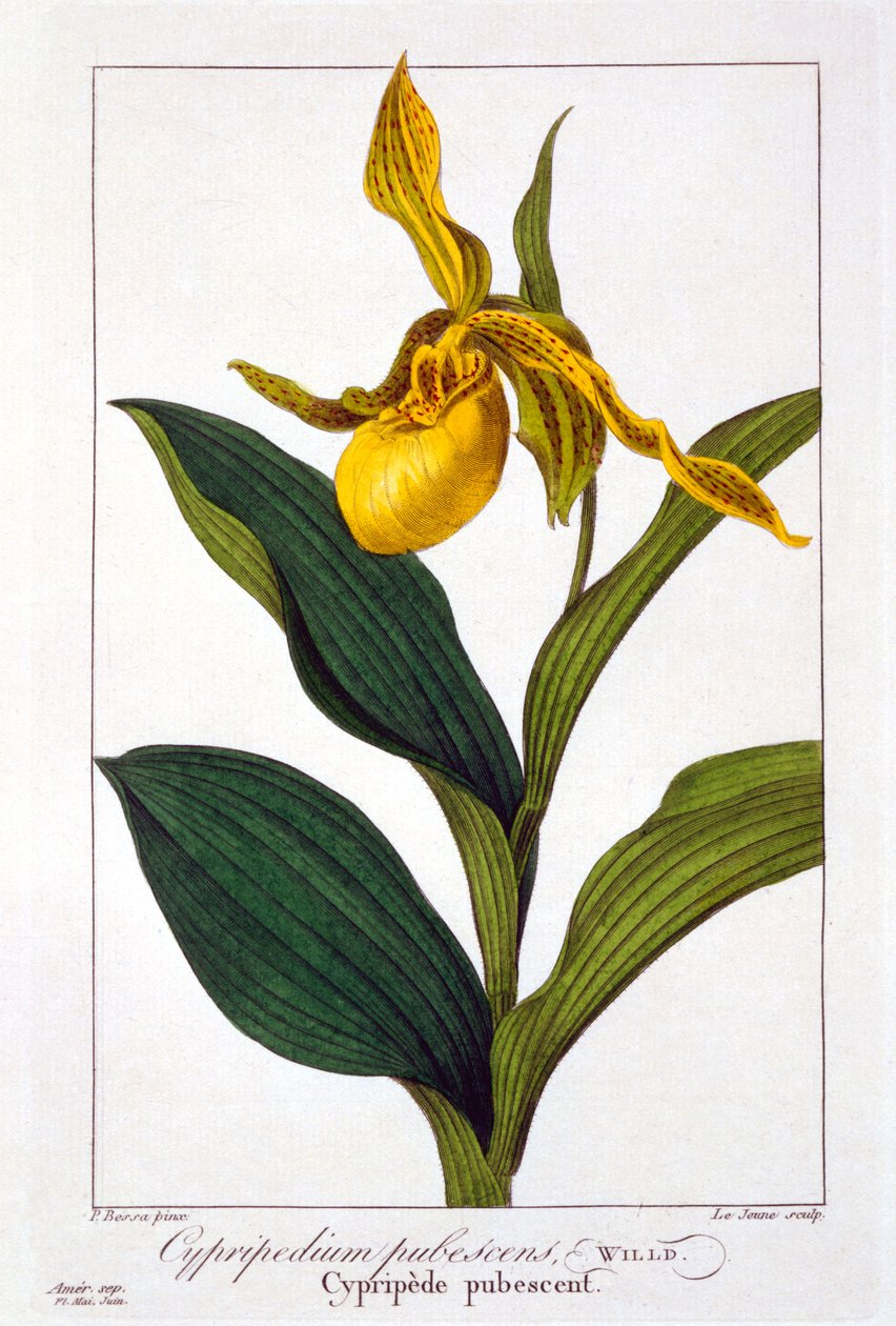 Cypripedium, 1836 door Pancrace Bessa