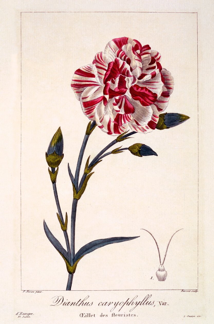 Dianthus caryophyllus, 1836 door Pancrace Bessa