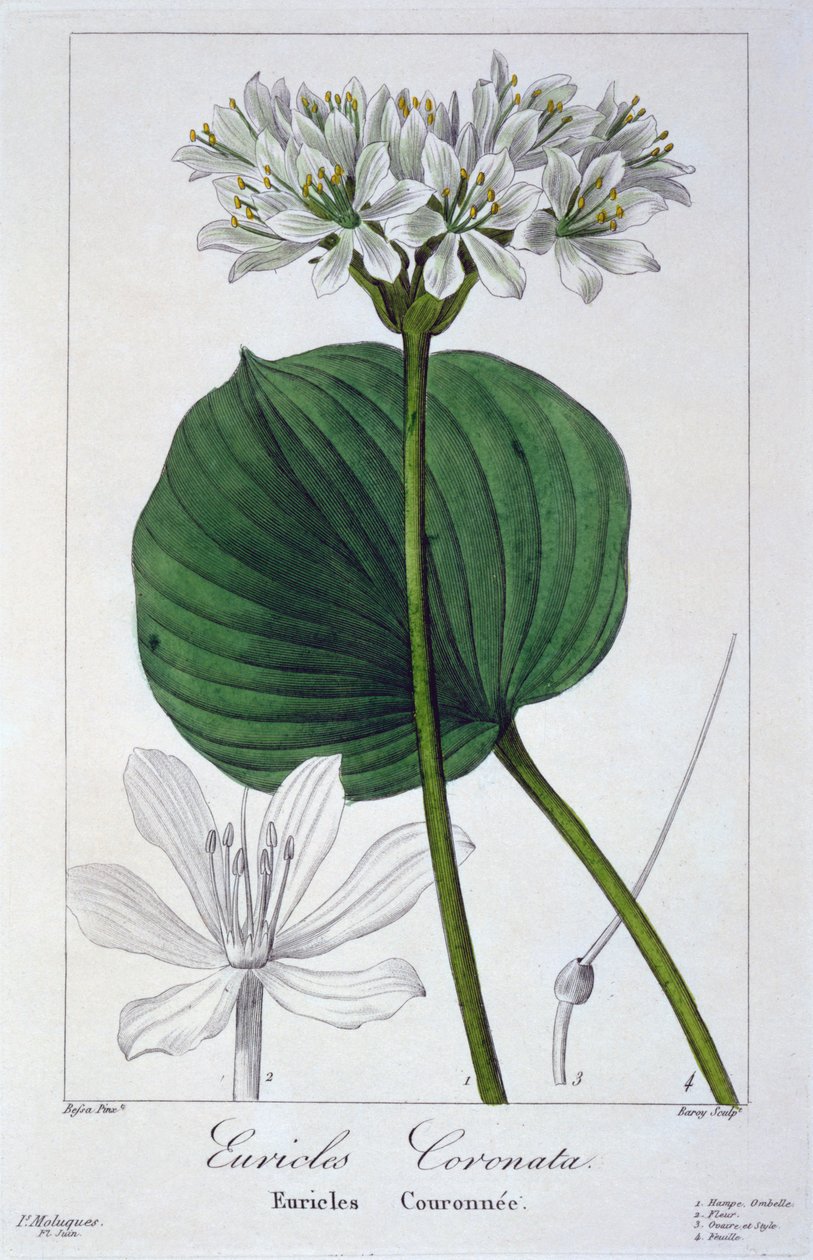 Euricles coronata, 1836 door Pancrace Bessa