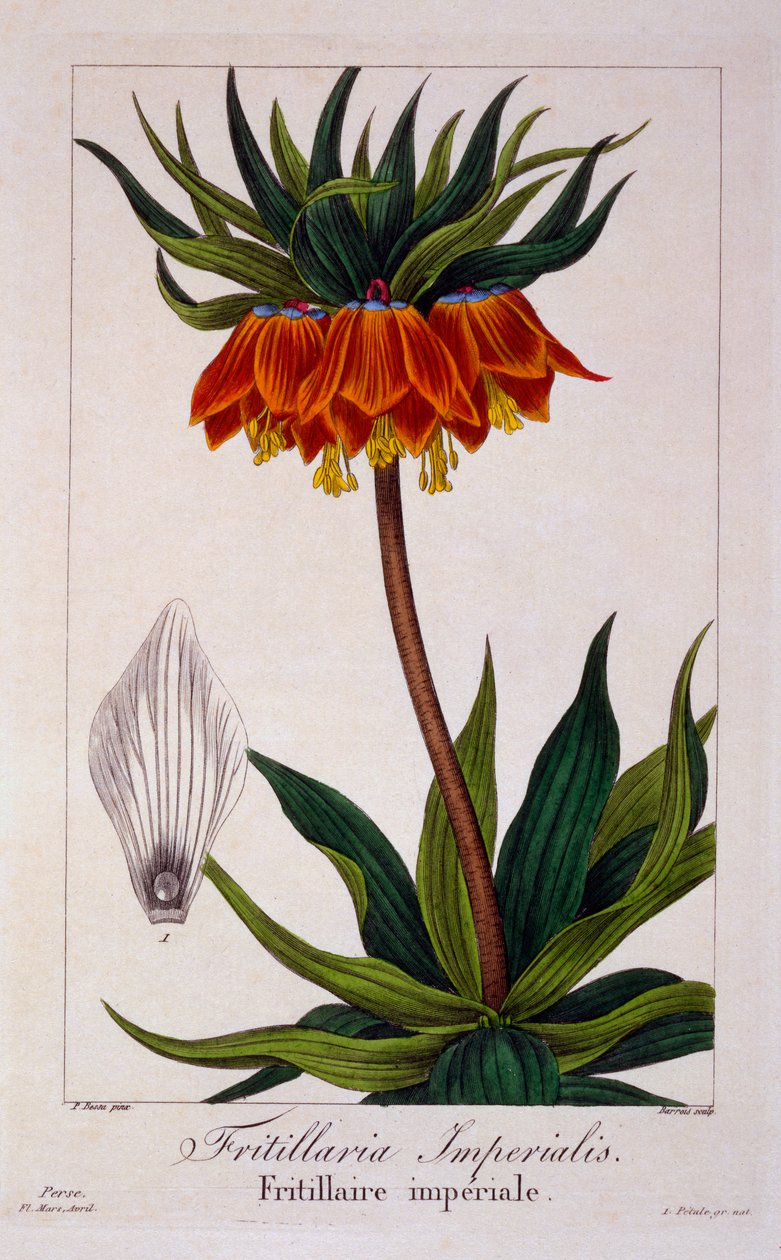Fritillaria imperialis, 1836 (handgekleurde gravure) door Pancrace Bessa