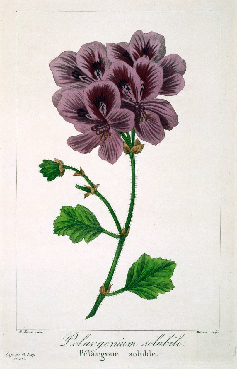 Pelargonium, 1836 door Pancrace Bessa