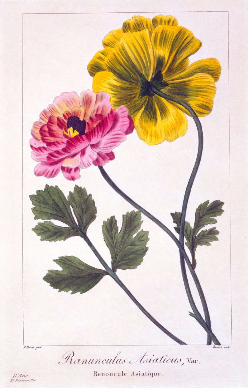Perzische boterbloem, 1836 door Pancrace Bessa