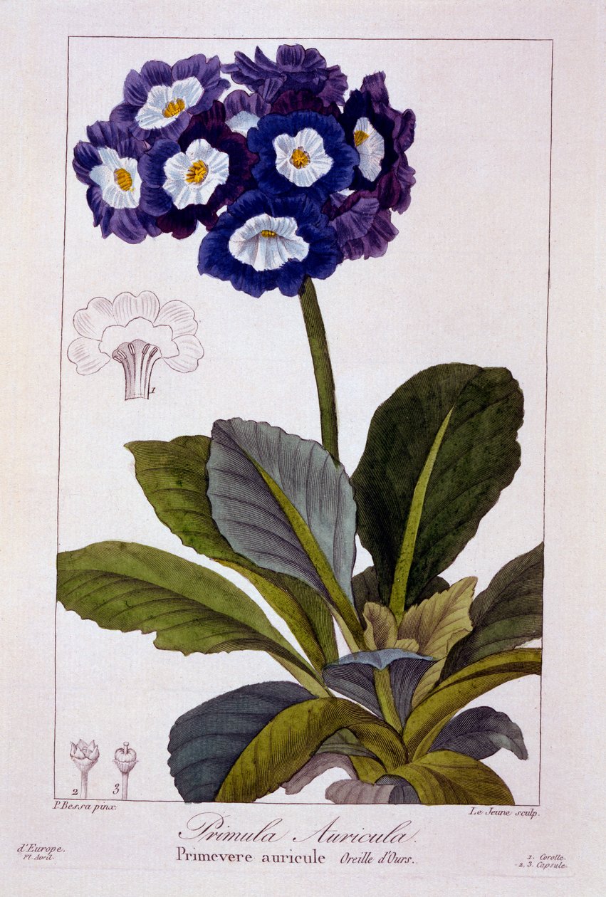 Primula auricula, 1836 door Pancrace Bessa