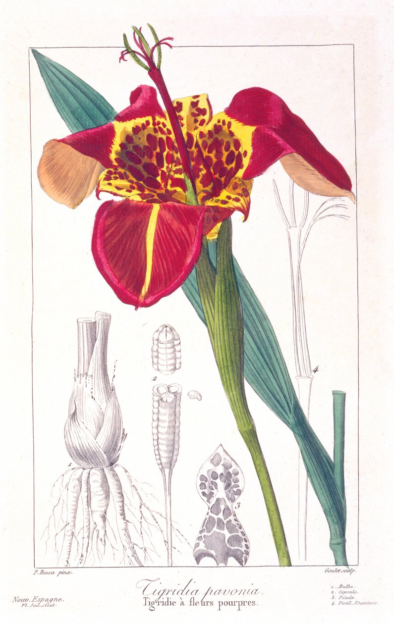 Tijgerbloem of Pauwenbloem door Pancrace Bessa