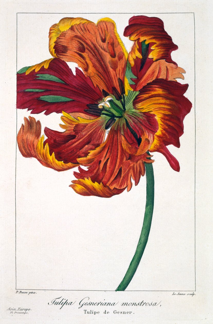 Tulp 