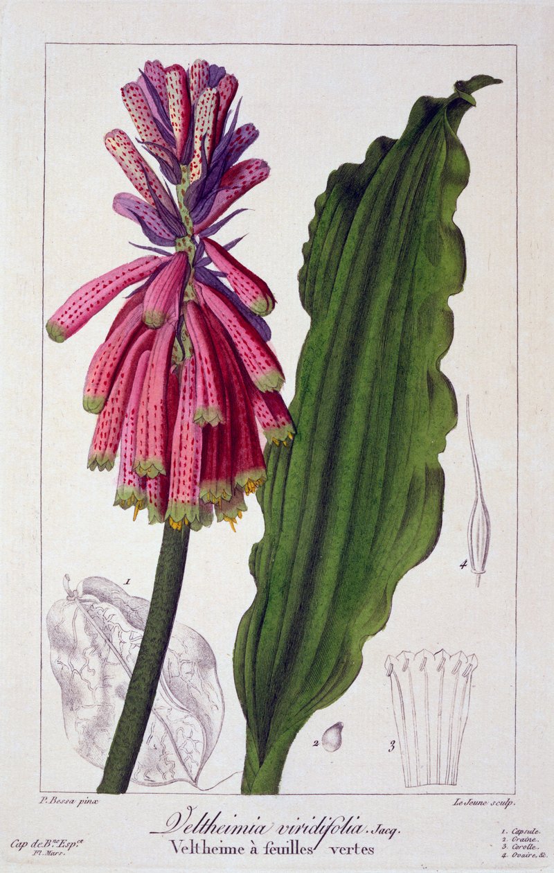 Veltheimia viridifolia, 1836 door Pancrace Bessa