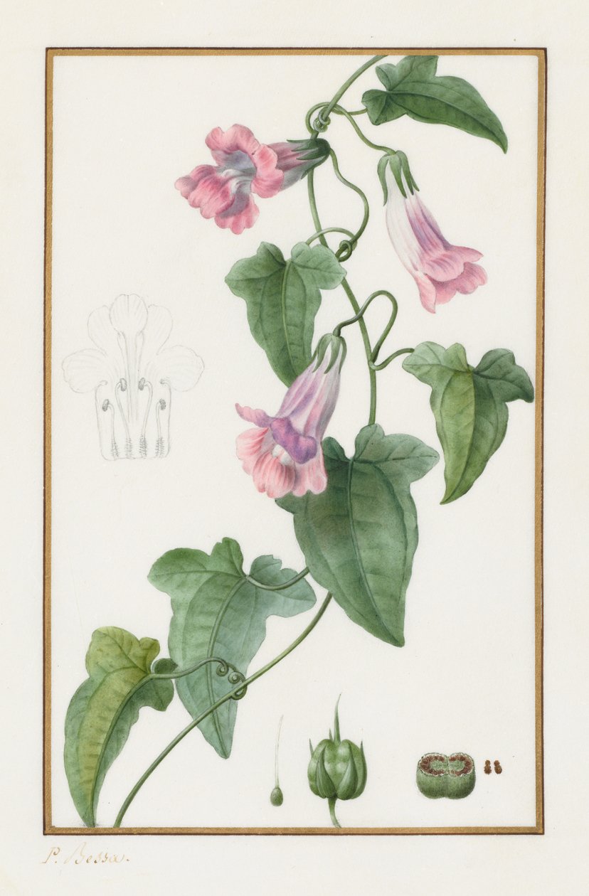 (Botanisch: Maurandia semperflorens) door Pancrace Bessa