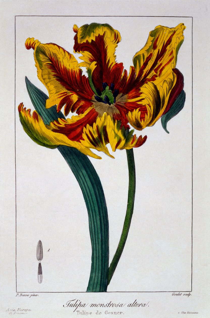 Tulp 