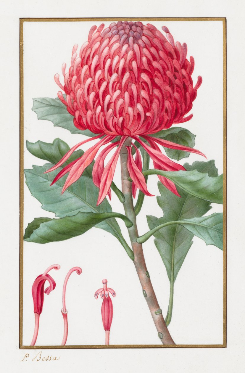 Zonder titel, 1828-1835 door Pancrace Bessa