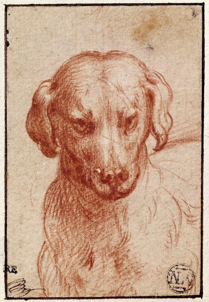 Hoofd van een Hond door Parmigianino