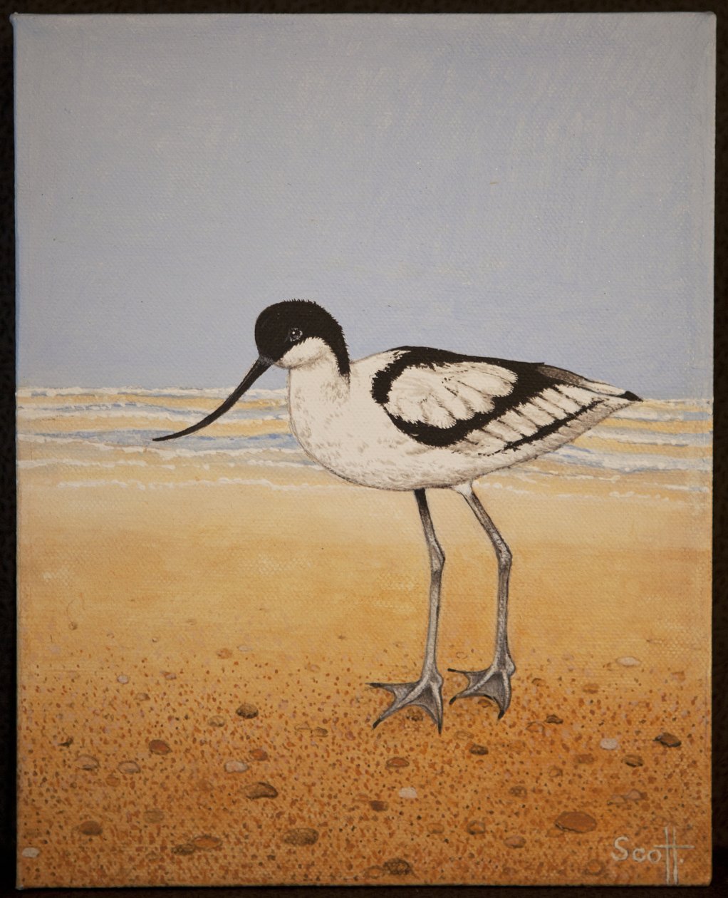 Avocet, 2016 door Pat Scott