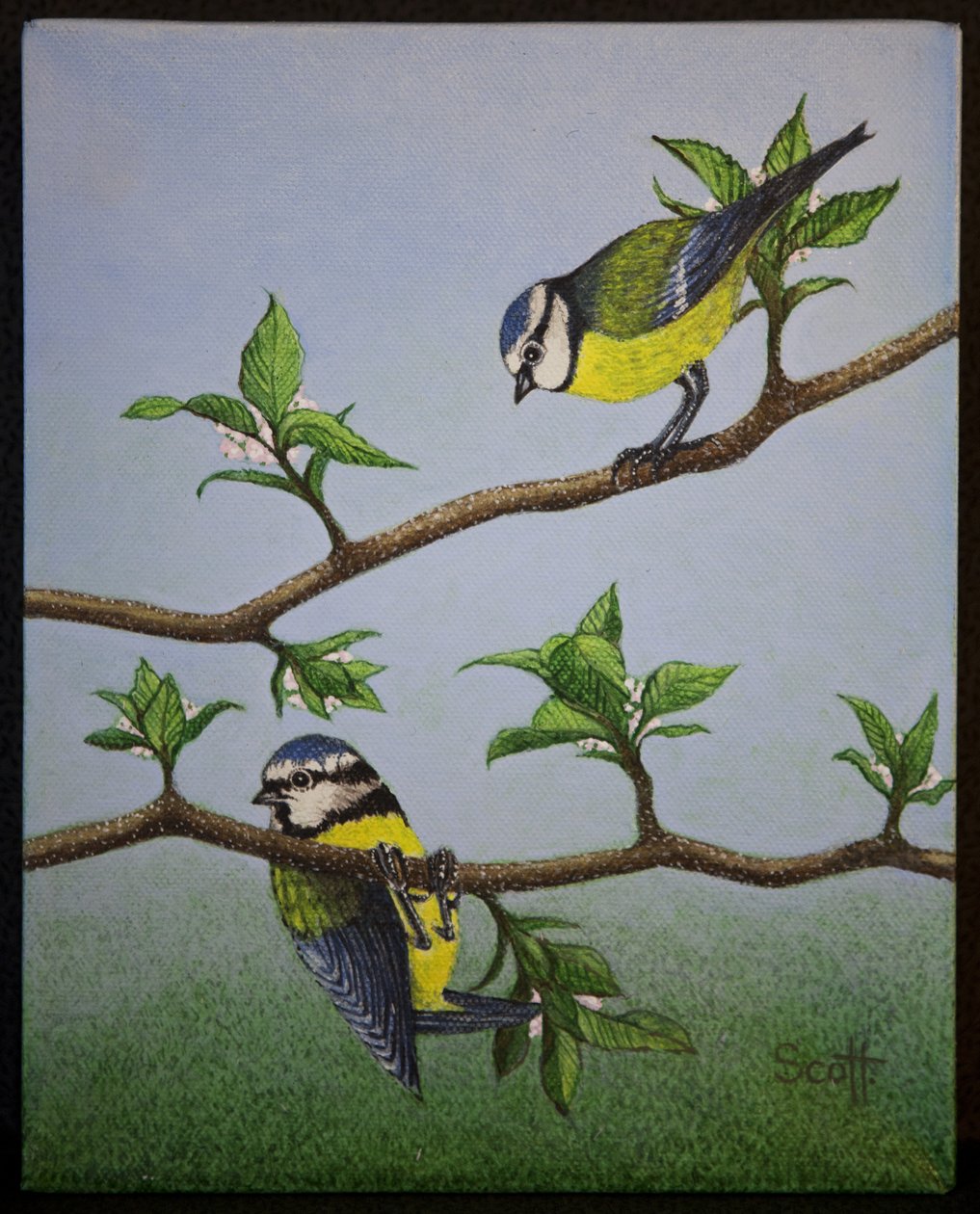 Bluetits, 2016 door Pat Scott