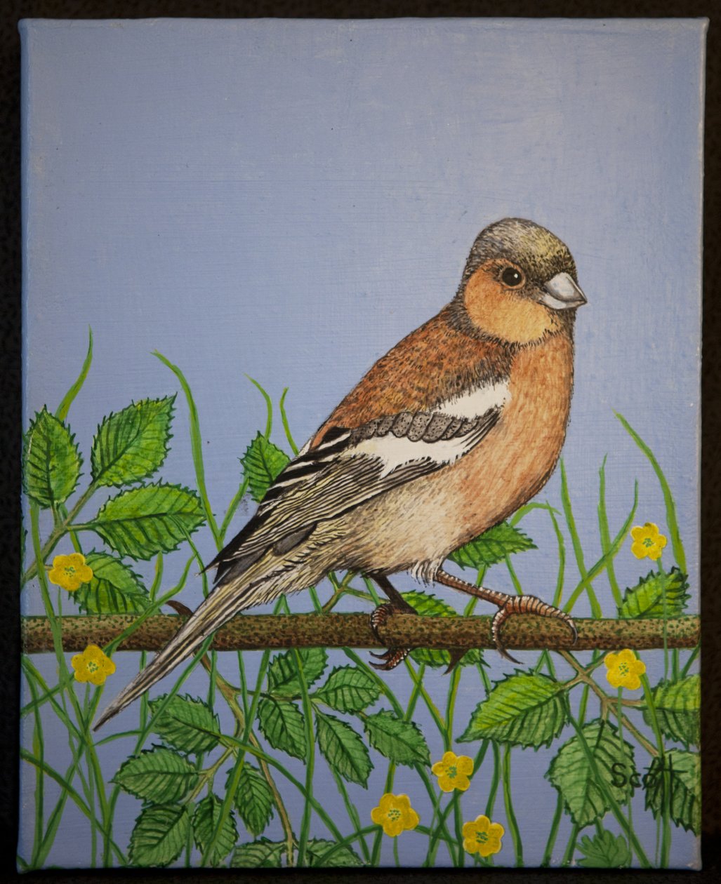 Vink, 2016 door Pat Scott