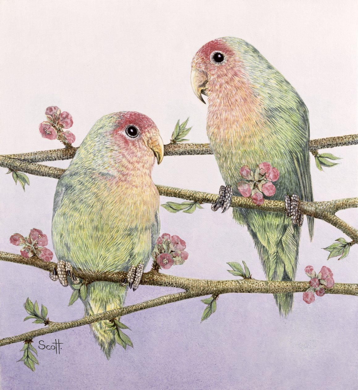 Vogels door Pat Scott