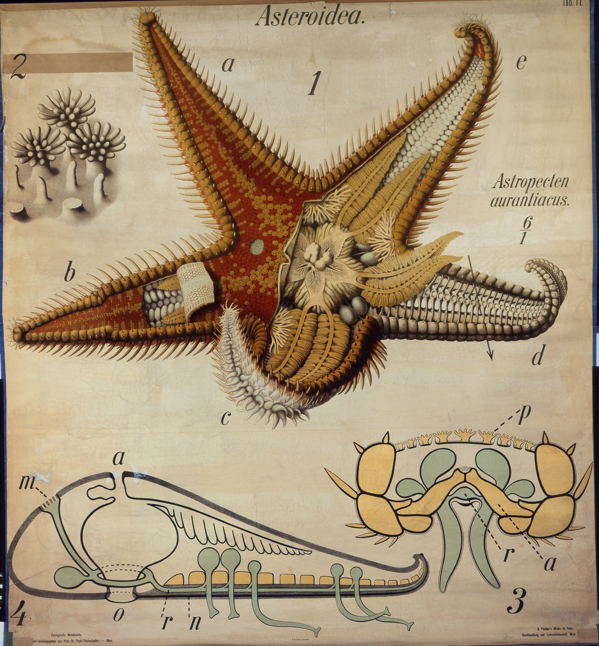 Astropecten, No. 11, Pfurtscheller