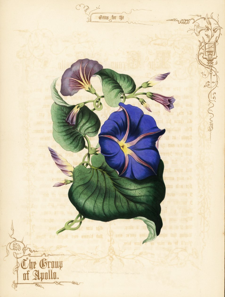 Ochtendglorie bloemen en loof door Paul Jerrard