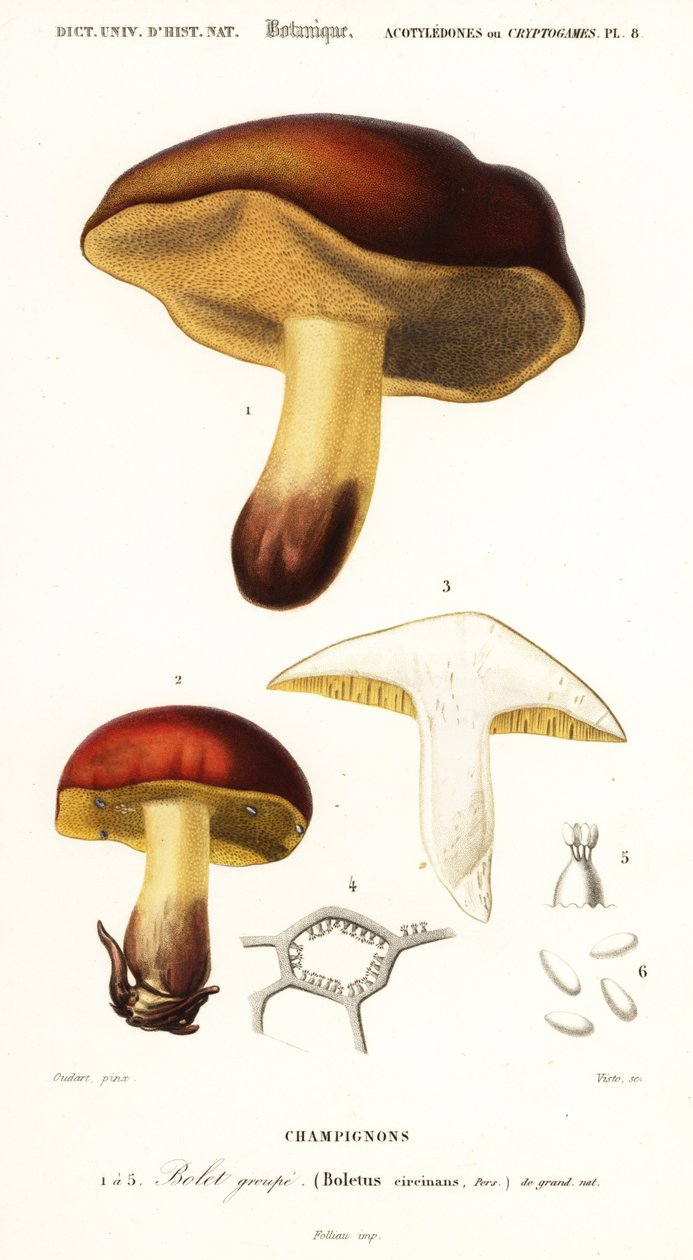 Boletus circinans door Paul Louis Oudart