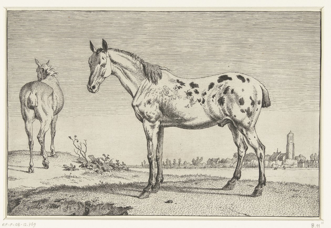 Het gecoupeerde paard door Paulus Potter