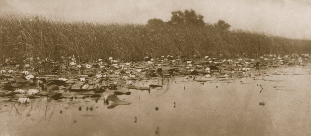 Waterlelies, Leven en Landschap op de Norfolk Broads, 1886 door Peter Emerson und Thomas Goodall