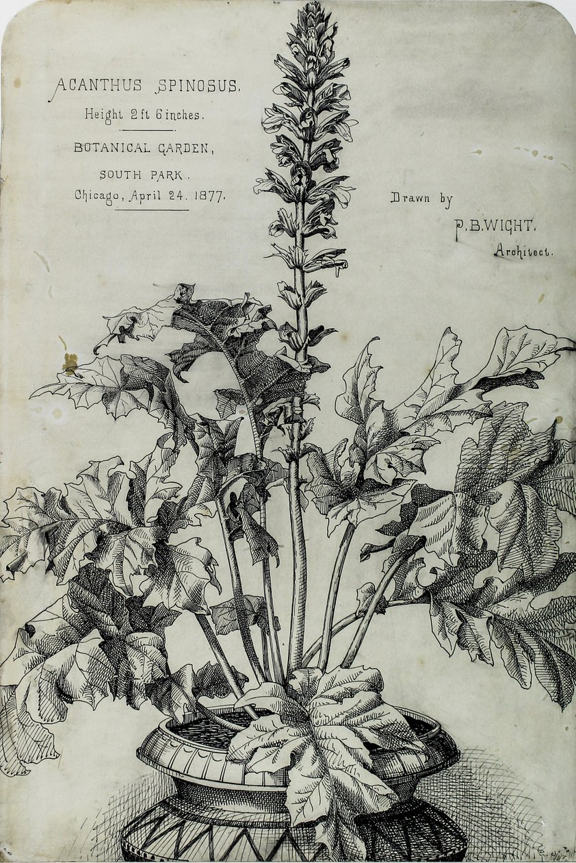 Acanthus Spinosus, Presentatietekeningen door Peter Bonnett Wight