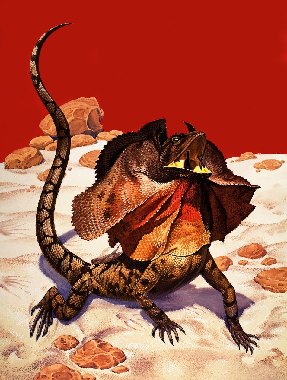Gekrulde hagedis (gouache op papier) door Peter Jackson